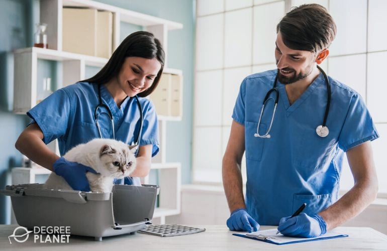 Best Online Veterinary Assistant Certificate Programs