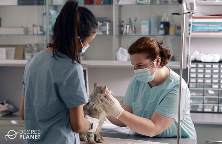 Veterinarian and vet assistant working together
