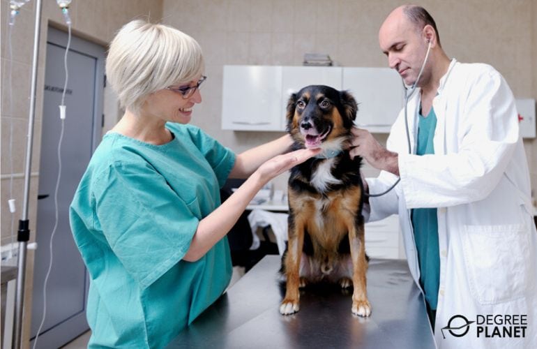 Vet Assistant assisting the Veterinarian examine a dog